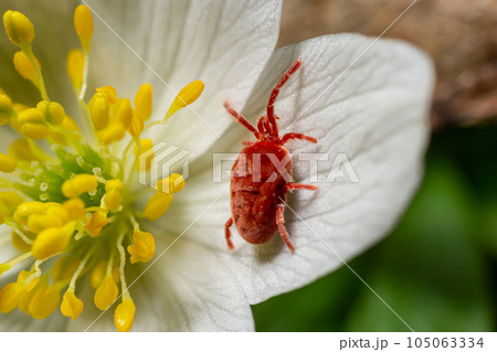 Close up macro Red velvet mite or Trombidiidae in natural environment on a white anemone flower 105063334