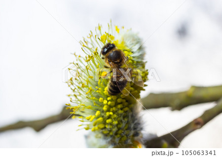 bee collects pollen on a yellow spring flower. willow branch with yellow spring flowers. delicate willow flowers in spring. Active work of bees to collect pollen. lot of pollen and nectar. close-up 105063341