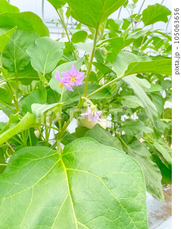 可愛い紫色のなすの花 可愛い紫色のなすの花 105063656