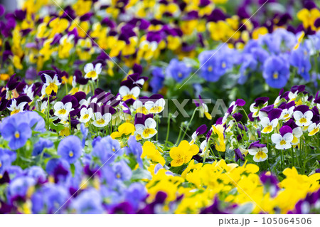 Viola tricolor, colorful decorative flowers growing in a garden Viola tricolor, colorful decorative flowers growing in a garden 105064506