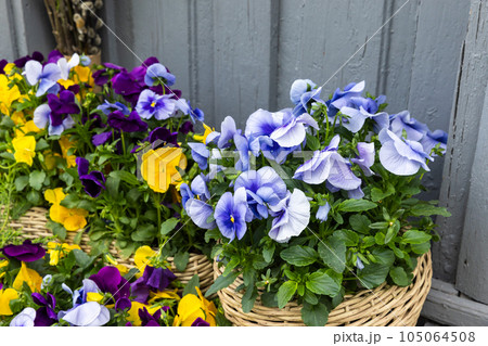 Viola tricolor, potted colorful decorative flowers. Close-up Viola tricolor, potted colorful decorative flowers. Close-up 105064508