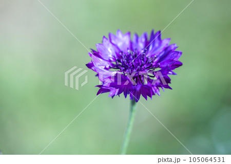 Cornflower over blurred green background, macro photo 105064531