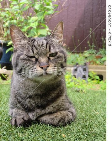 片目を瞑る猫 片目を瞑る猫 105064585