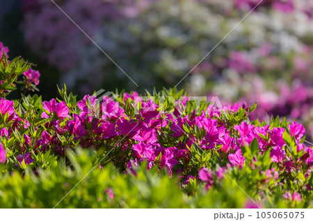 満開のヒラドツツジ 105065075