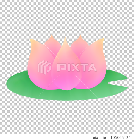 pink lotus flower in a green lily pad 105065124