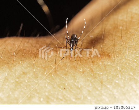【昆虫】血を吸うヒトスジシマカ　蚊 105065217