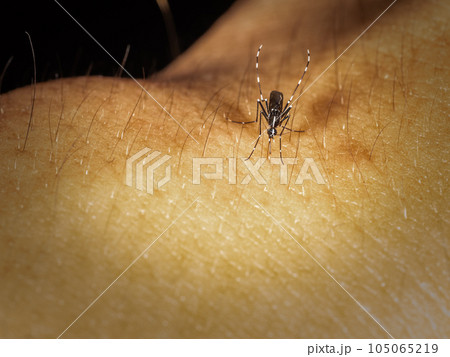 【昆虫】血を吸うヒトスジシマカ　蚊 105065219