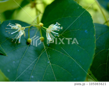 6月に咲いた白いシナノキ(科の木)の花 6月に咲いた白いシナノキ(科の木)の花 105065621