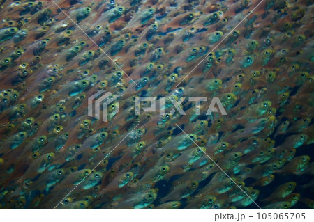 アクアマリンふくしまの小魚の群れ アクアマリンふくしまの小魚の群れ 105065705