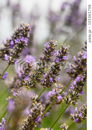 Blooming lavender bushes with honey bees collecting nectar. Blooming lavender bushes with honey bees collecting nectar. 105065706