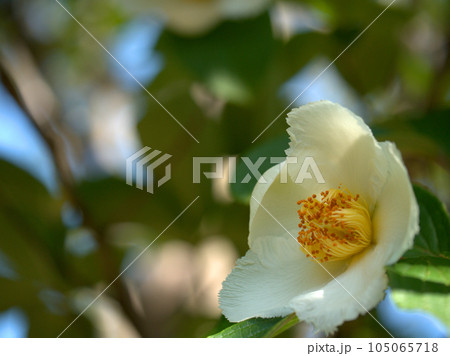 6月に咲いた白いナツツバキ（夏椿）の花 105065718