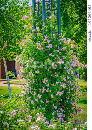 岩見沢公園　バラ園の風景 105066463