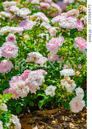 岩見沢公園　バラ園の風景 105066475