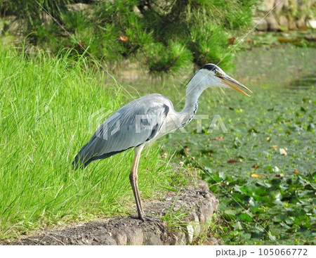 池の縁で獲物を狙う大型のサギ「アオサギ」 池の縁で獲物を狙う大型のサギ「アオサギ」 105066772