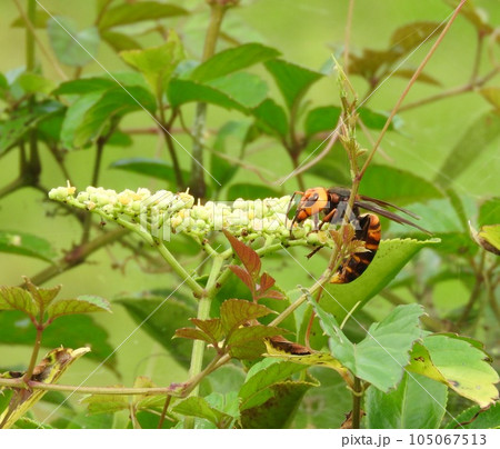 ヤブガラシに来た「オオスズメバチ」 ヤブガラシに来た「オオスズメバチ」 105067513