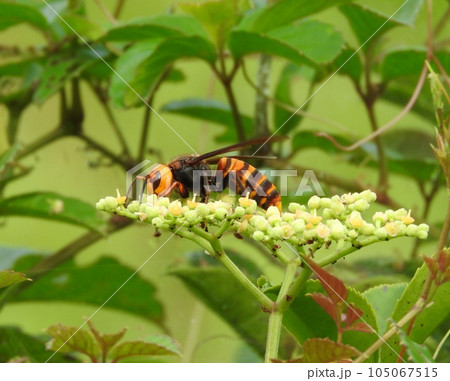 ヤブガラシに来た「オオスズメバチ」 105067515