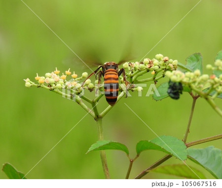 ヤブガラシに来た「オオスズメバチ」 105067516