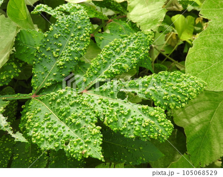 ヌルデの葉に発生したイボ状の虫えい ヌルデの葉に発生したイボ状の虫えい 105068529