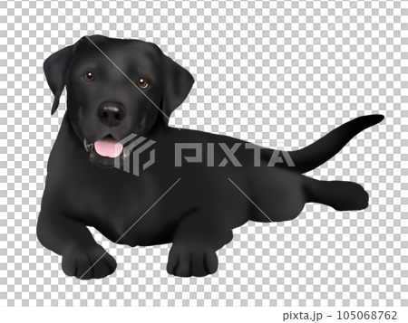 Labrador retriever whole body black Labrador retriever whole body black 105068762