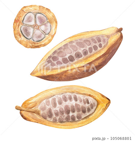 Watercolor illustration of cut cocoa fruit filled with cocoa seeds. Isolated hand drawn illustration set. Suitable for packaging design, menu Watercolor illustration of cut cocoa fruit filled with cocoa seeds. Isolated hand drawn illustration set. Suitable for packaging design, menu 105068801