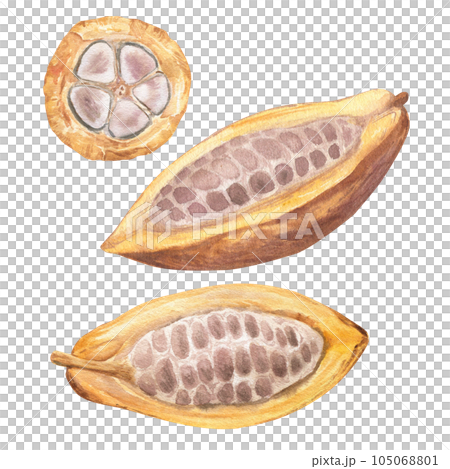 Watercolor illustration of cut cocoa fruit filled with cocoa seeds. Isolated hand drawn illustration set. Suitable for packaging design, menu Watercolor illustration of cut cocoa fruit filled with cocoa seeds. Isolated hand drawn illustration set. Suitable for packaging design, menu 105068801