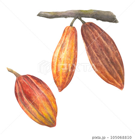 Watercolor illustration of red and brown cocoa fruits on a branch set. Isolated hand drawn illustration. Suitable for packaging design, menu 105068810