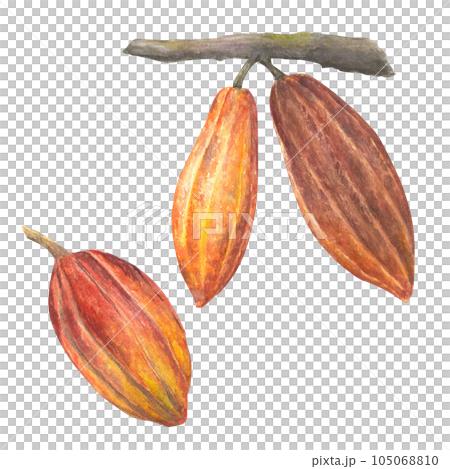 Watercolor illustration of red and brown cocoa fruits on a branch set. Isolated hand drawn illustration. Suitable for packaging design, menu 105068810