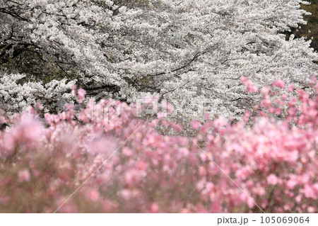 赤城山　やしおつつじ　桜 105069064