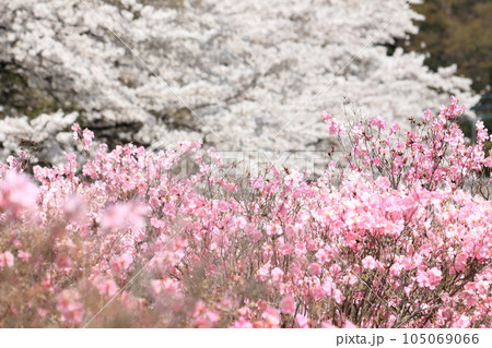 赤城山　やしおつつじ　桜 105069066