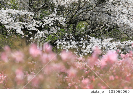 赤城山　やしおつつじ　桜 105069069