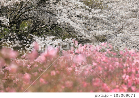赤城山　やしおつつじ　桜 105069071