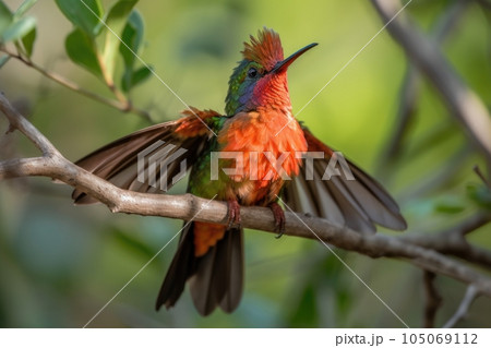 hummingbird spreading its wings, getting ready for flight, created with generative ai hummingbird spreading its wings, getting ready for flight, created with generative ai 105069112