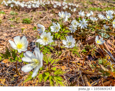 春の野に咲く菊咲一華 春の野に咲く菊咲一華 105069147