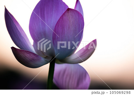 蓮の花　水元公園より 105069298