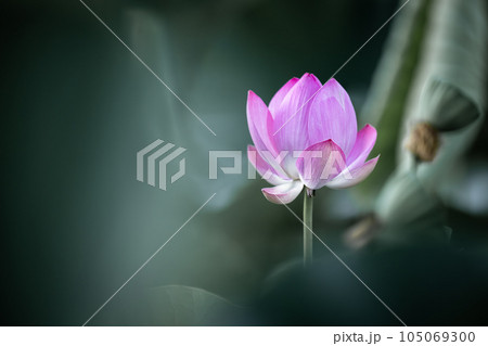 蓮の花　水元公園より 105069300