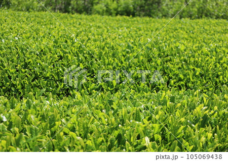 春　静岡の茶畑 105069438