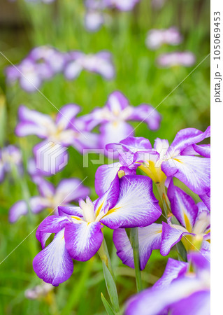 東京都 花菖蒲のクローズアップ(6月上旬) 東京都 花菖蒲のクローズアップ(6月上旬) 105069453