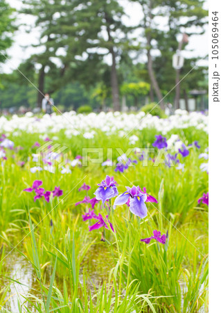 東京都 見ごろの花菖蒲(6月上旬) 東京都 見ごろの花菖蒲(6月上旬) 105069464