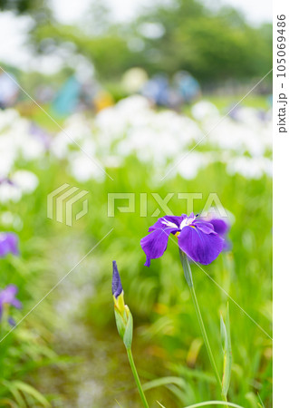 東京都　花菖蒲のクローズアップ（6月上旬） 105069486