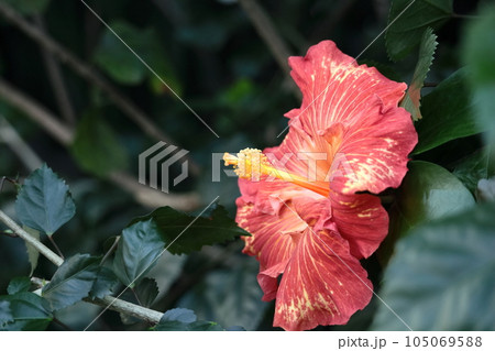 夏を彩る南国の花 夏を彩る南国の花 105069588