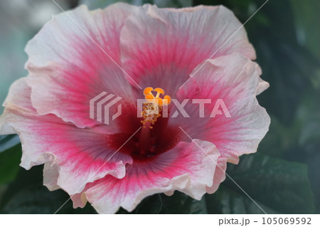 夏を彩る南国の花 夏を彩る南国の花 105069592