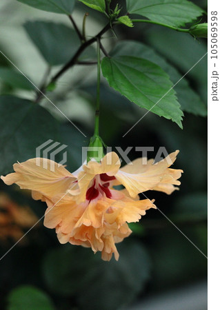 夏を彩る南国の花 105069598
