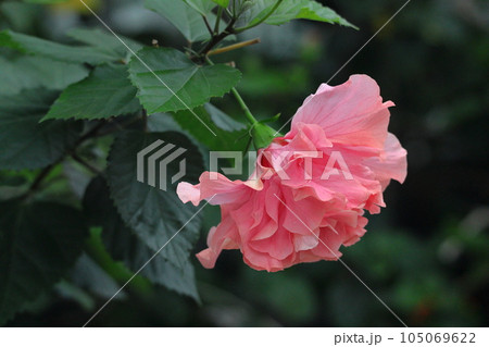 夏を彩る南国の花 105069622