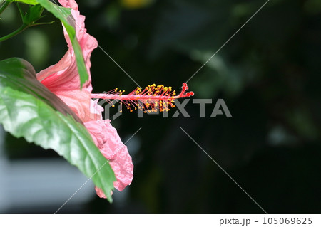 夏を彩る南国の花 105069625