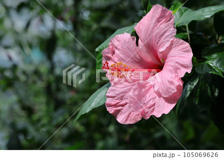 夏を彩る南国の花 夏を彩る南国の花 105069626