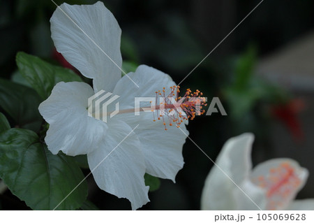 夏を彩る南国の花 105069628