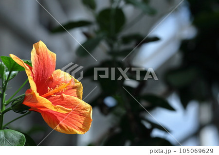 夏を彩る南国の花 105069629