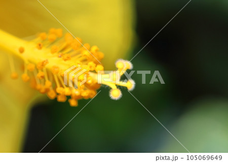 夏を彩る南国の花 105069649