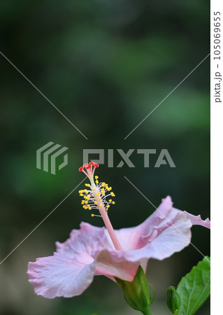 夏を彩る南国の花 夏を彩る南国の花 105069655