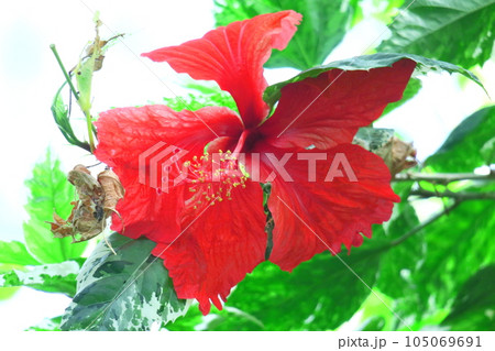 夏を彩る南国の花 夏を彩る南国の花 105069691